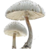 white mushrooms - Uncategorized - 