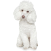 white poodle - Animals - 