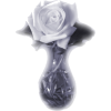 white rose - 插图 - 