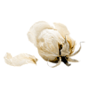 white rose tube - Uncategorized - 
