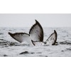 white whales - Animais - 