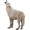 white wolf - Uncategorized - 