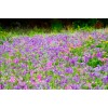 wild flowers background - Pflanzen - 