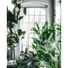 plants - 植物 - 