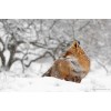 winter - Animals - 