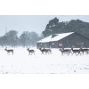 winter - Tiere - 