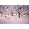 Winter - Meine Fotos - 