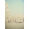 Winter - Moje fotografie - 