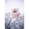 winter - Narava - 