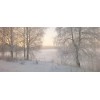 winter - Nature - 