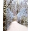 winter - Priroda - 