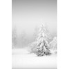 winter - Natureza - 