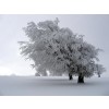 Winter - Moje fotografije - 