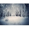 Winter - Mis fotografías - 