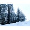 Winter - Sfondo - 