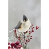 winter bird - Zwierzęta - 
