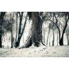 winter forest - Priroda - 