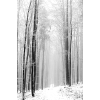 winter forest black & white photo - Uncategorized - 