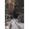 winter forest photo - Uncategorized - 