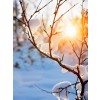 winter sun - My photos - 