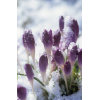 winter to spring - Predmeti - 