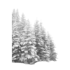 winter trees - Rastline - 