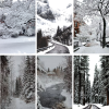 winter trees moodboard - Uncategorized - 