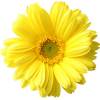 yellow daisy 2 - Plantas - 