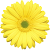 yellow daisy 3 - Plantas - 