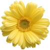 yellow daisy  - Plantas - 