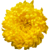 yellow flower - 植物 - 