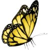 yellow butterfly - Tiere - 