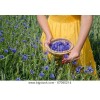 yellow dress in lavender field - Uncategorized - 