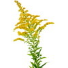 yellow flower - Biljke - 
