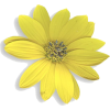 yellow summer flower - Rastline - 