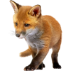 young fox - Animali - 