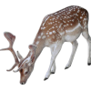 young stag deer - 动物 - 