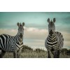 zebra - Animals - 