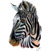 zebra - Uncategorized - 