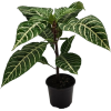 zebra plant - Rastline - 