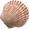 shell - Rascunhos - 