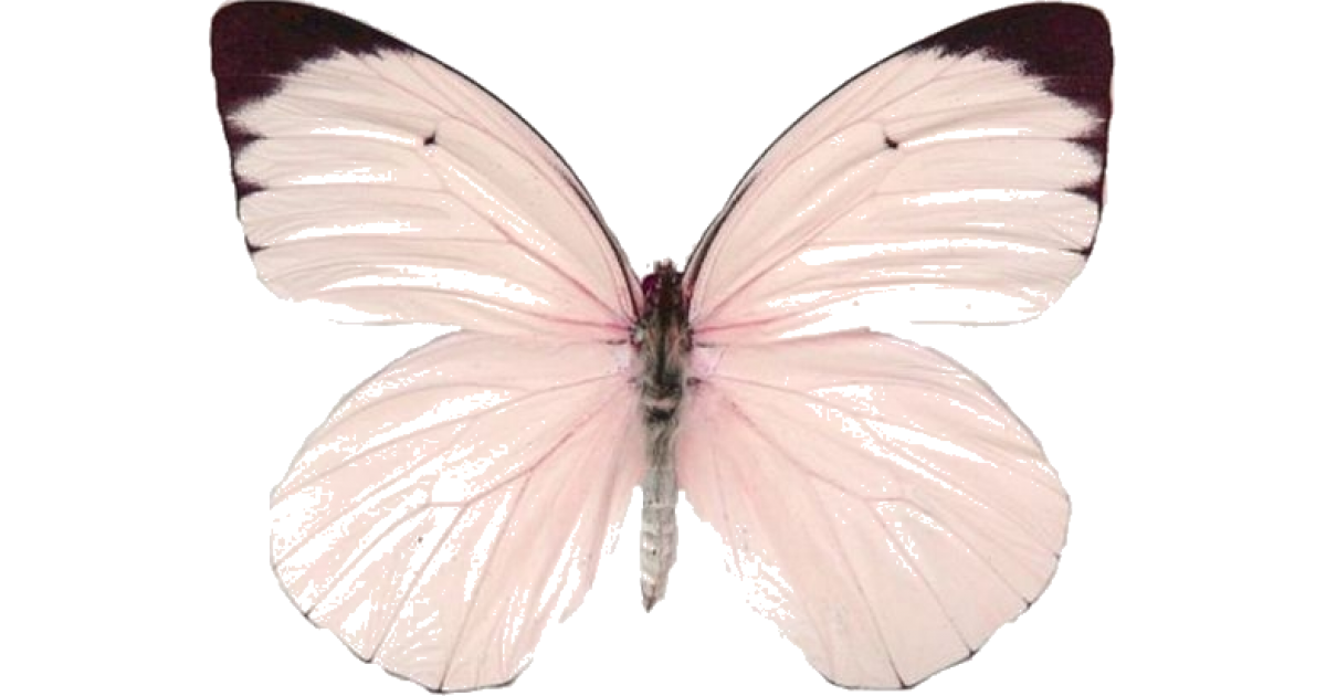 Бабочка бело розовая. Розовые бабочки. Бабочки бело розовые. Бабочки розового цвета. Бабочки пастельных цветов.