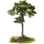 1870s fir tree illustration - Nature - 