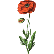 1890s poppy illustration - Nature - 