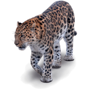 Leopard - Tiere - 