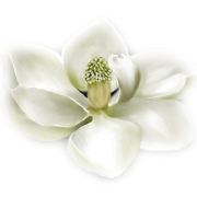 Flower Cvijet - Растения - 