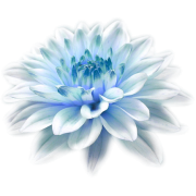 Flower Cvijet - Plantas - 
