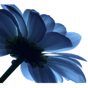 Flower Cvijet - Piante - 