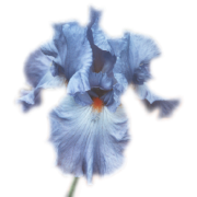 Flower Cvijet - 植物 - 