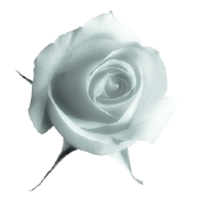 Rose Ruža - Piante - 